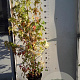 Liquidambar styraciflua 125-150 cm 7,5L Gestokt