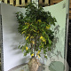 Liquidambar styraciflua 125-150 cm met kluit
