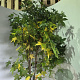 Liquidambar styraciflua 125-150 cm met kluit