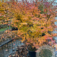 Liquidambar styraciflua 150-175 cm 20L