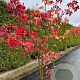 Liquidambar styraciflua 150-175 cm 20L