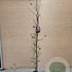Liquidambar styraciflua 150-175 cm met kluit