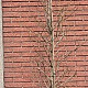 Liquidambar styraciflua 175-200 cm met kluit