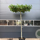 Liquidambar s. 'Worplesdon' 225 cm stam 35L dakvorm 14-16