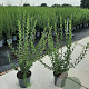 Ligustrum vulg. 'Atrovirens' 100-120 cm 7,5L