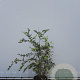 Lonicera fragrantissima 125-150 cm met kluit