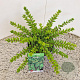 Lonicera nit. 'Maigrün' 25-30 cm 2,5L