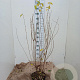 Lonicera xylosteum 100-125 cm 7,5L solitair