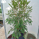 Luma apiculata 50-60 cm 20L