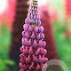 Lupinus 'Masterpiece' GM  P11