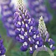 Lupinus p. 'Lupini Blue Shades' GM P9