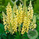 Lupinus p. 'Lupini Yellow Shades' GM P9
