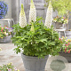 Lupinus 'Polar Princess' GM  P11