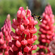 Lupinus 'Red Rum' GM  P11