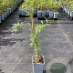 Lycium barbarum GM C1.5