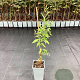 Lycium barbarum Little Goji 50-60 cm C1.5