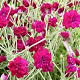 Lychnis coronaria Gardeners World GM P9