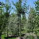Malus d. 'Elstar' 6-8 HO draadkluit