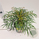 Mahonia eurybracteata 'Soft Caress' 20-30 cm 2,5L