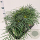 Mahonia eurybracteata 'Soft Caress' 20-30 cm 2,5L