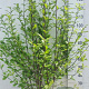 Magnolia kobus 125-150 cm 20L