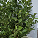 Magnolia kobus 125-150 cm met kluit