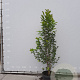 Magnolia kobus 150-175 cm met kluit