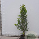 Magnolia kobus 150-175 cm met kluit