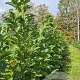 Magnolia kobus 150-175 cm met kluit