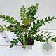 Mahonia media 'Charity' 30-40 cm 2,5L