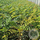Mahonia media 'Charity' 30-40 cm 2,5L
