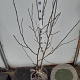 Magnolia soulangeana 80-100 cm met kluit