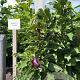 Magnolia 'Susan' 100-125 cm met kluit
