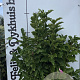 Magnolia 'Susan' 100-125 cm met kluit