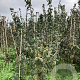 Mespilus g. 'Bredase Reus' 150-175 cm wortelgoed