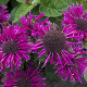 Monarda Bee-You Bee-Free GM P9