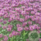 Monarda fistulosa menthifolia GM P9