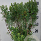 Myrica gale 80-100 cm 20L
