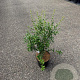 Osmanthus burkwoodii 100-125 cm 7,5L solitair