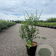 Osmanthus burkwoodii 100-125 cm 7,5L solitair