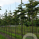 Parrotia persica 16-18 HO draadkluit
