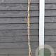 Parthenocissus quinquefolia 150-175 cm vierkant rond 5,5L