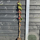Parthenocissus quinquefolia 150-175 cm vierkant rond 5,5L