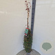 Parthenocissus tr. 'Veitchii' 150-175 cm 5,0L