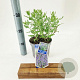 Perovskia 'Blue Spire' 30-40 cm 2,0L