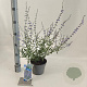 Perovskia 'Blue Spire' 30-40 cm 2,0L