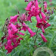 Penstemon digit. 'Pocahontas' GM P9