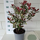 Photinia fraseri Carré Rouge 40-50 cm 5,0L