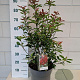 Photinia fraseri Carré Rouge 50-60 cm 10L