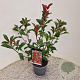 Photinia fraseri Carré Rouge 55-60 cm 3,0L